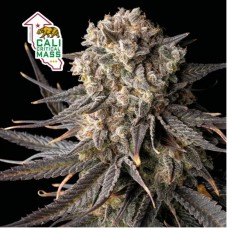 Семена конопли Cali Critical Mass Феминизированные Seedsman seeds